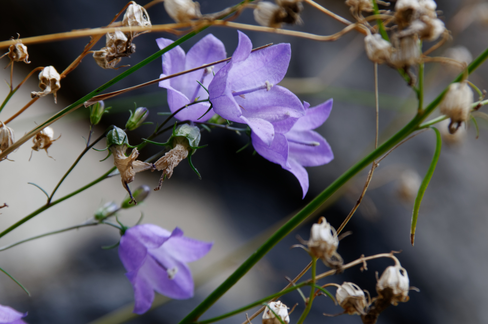 Schöne lila Glockenblume campanula