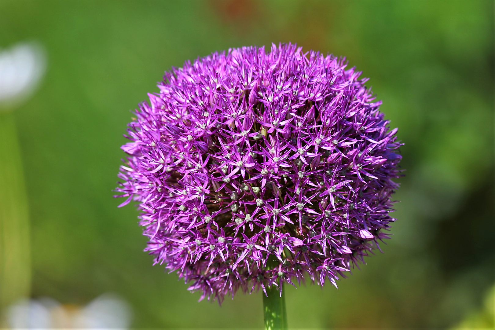 Schöne LilaLauch Kugeln... Foto & Bild natur, pflanzen, blüten