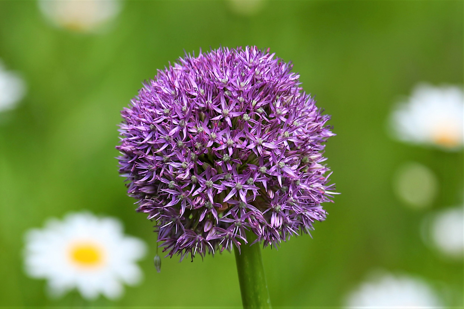 Schöne LilaLauch Kugeln... Foto & Bild natur, pflanzen, blüten