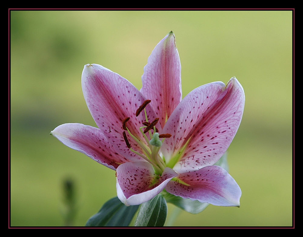 Schöne Lilien