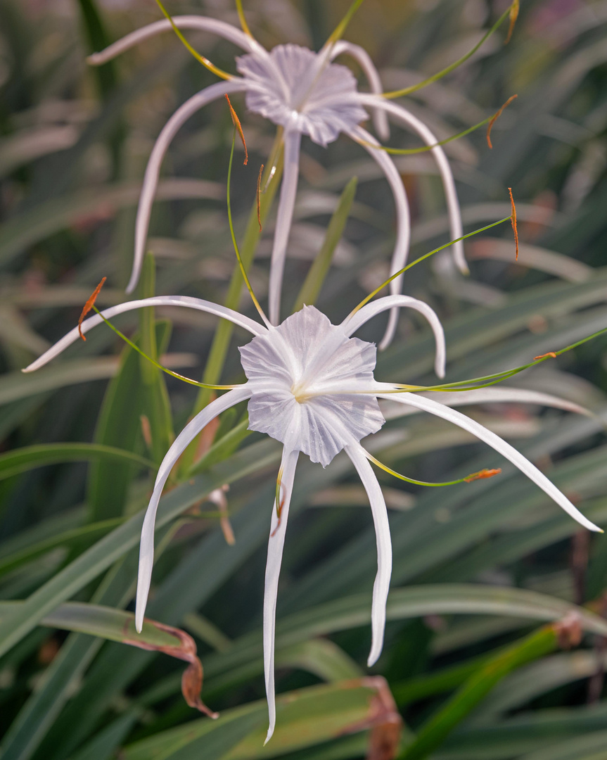 Schöne Lily