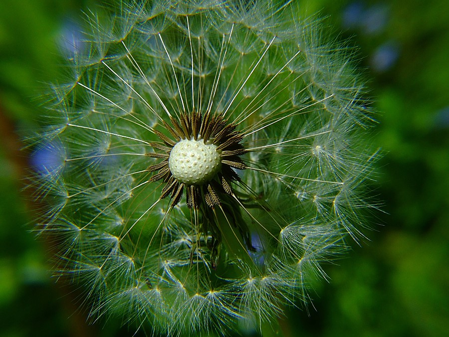 Schöne Löwenzahn