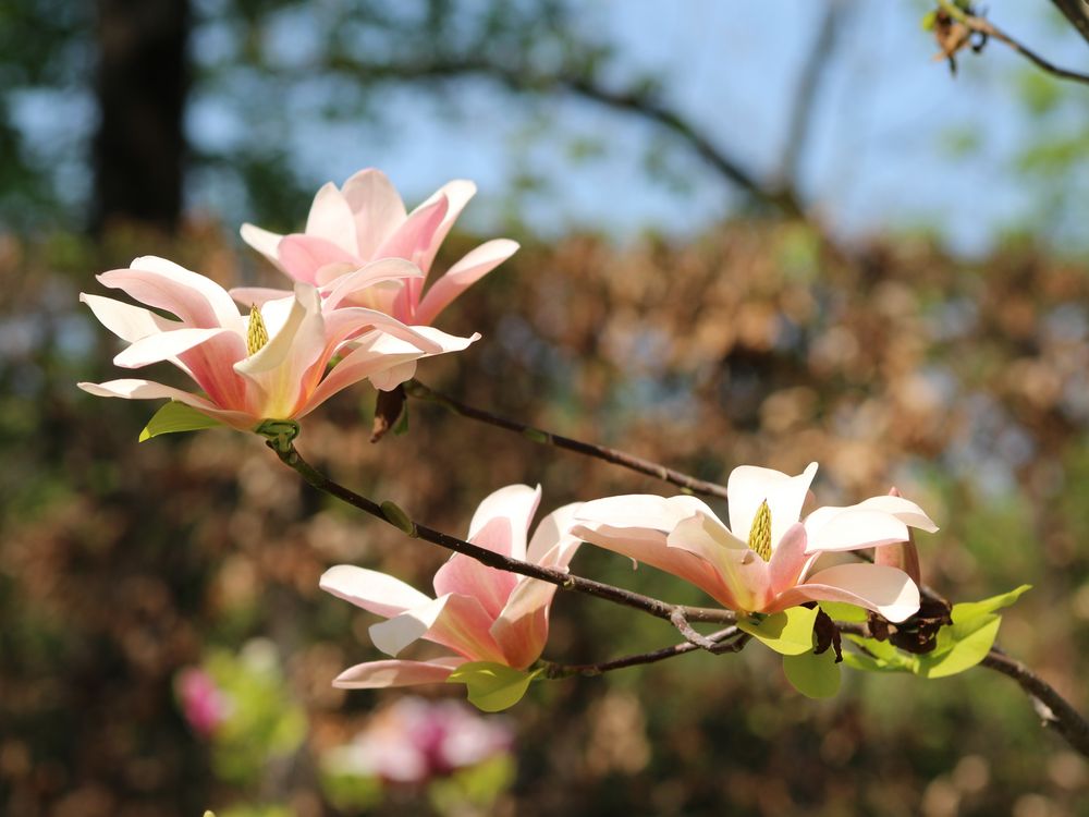 Schöne Magnolienblütezeit