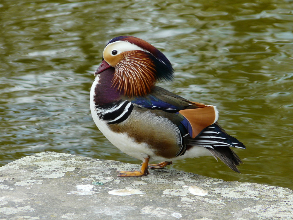 Schöne Mandarinente in bunt