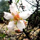 schöne mandelblüte auf mallorca