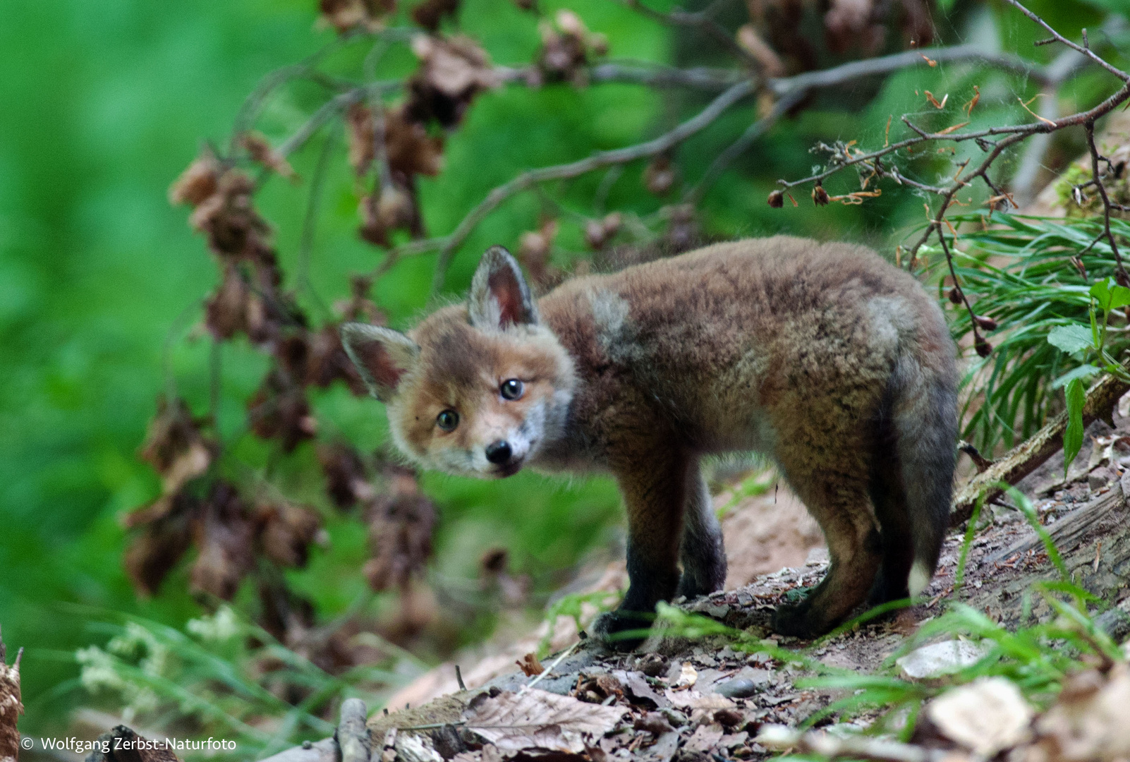   - Schöne Momente bei den Fuchs-Welpen 1 -