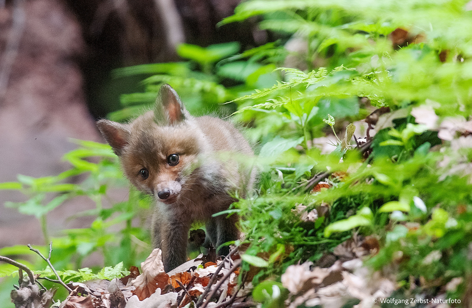  - Schöne Momente bei den Fuchs Welpen 2 -