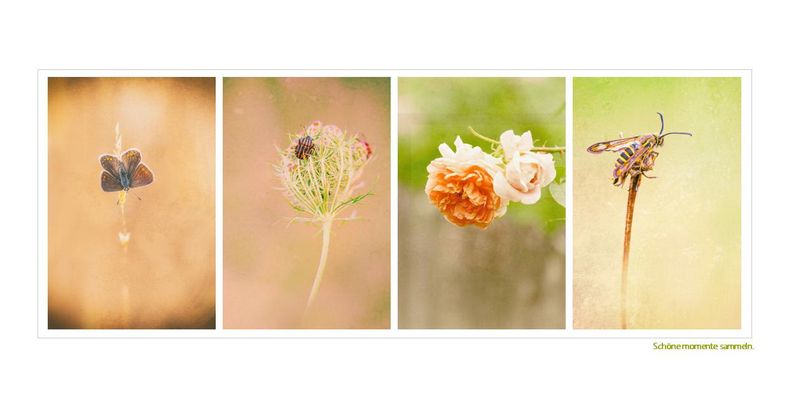 schöne momente sammeln
