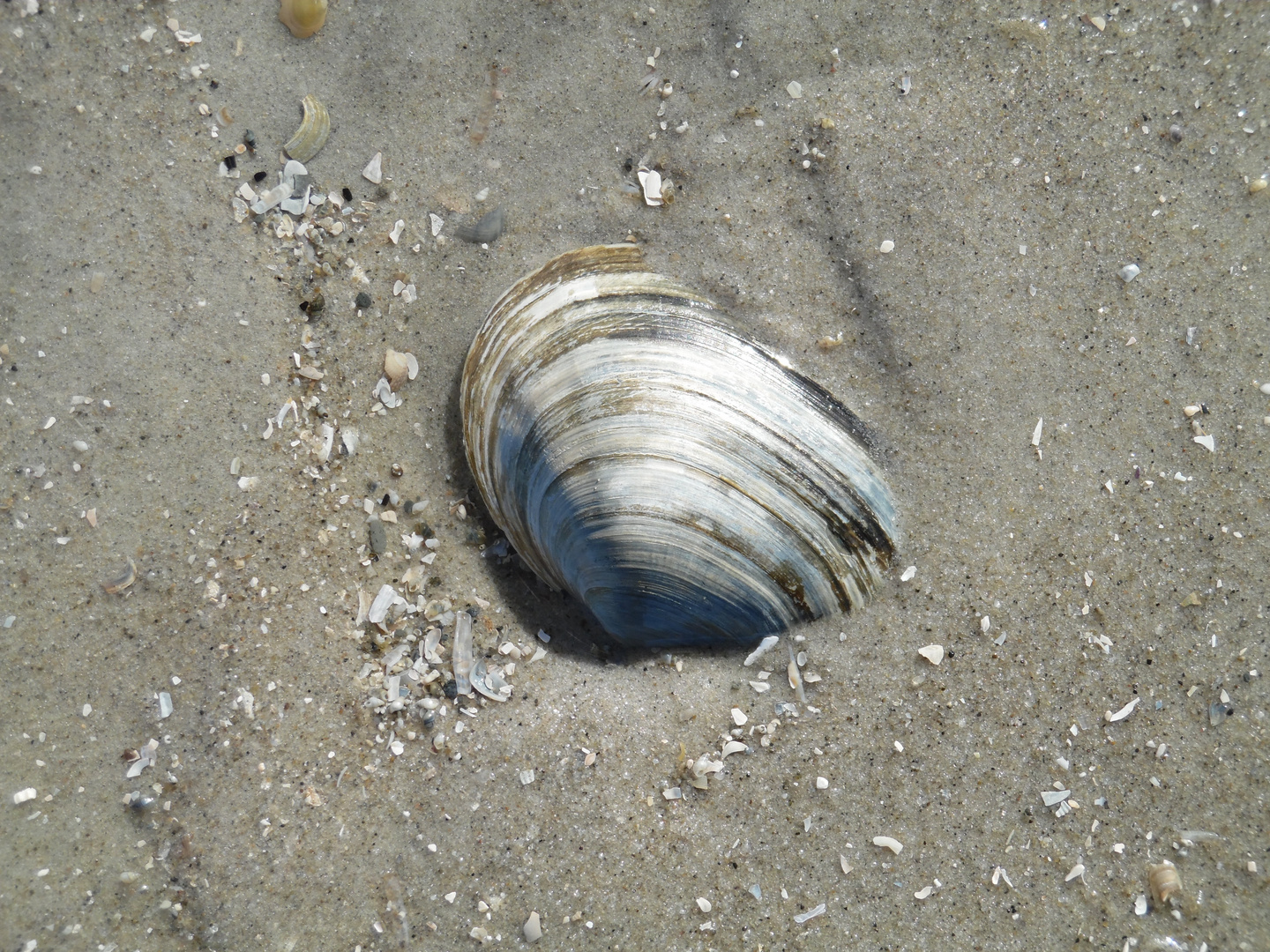 Schöne Muschel im Sandstrand von St. Peter Ording