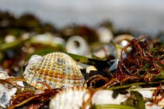 Schöne Muscheln