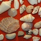 Schöne Muschelsammlung