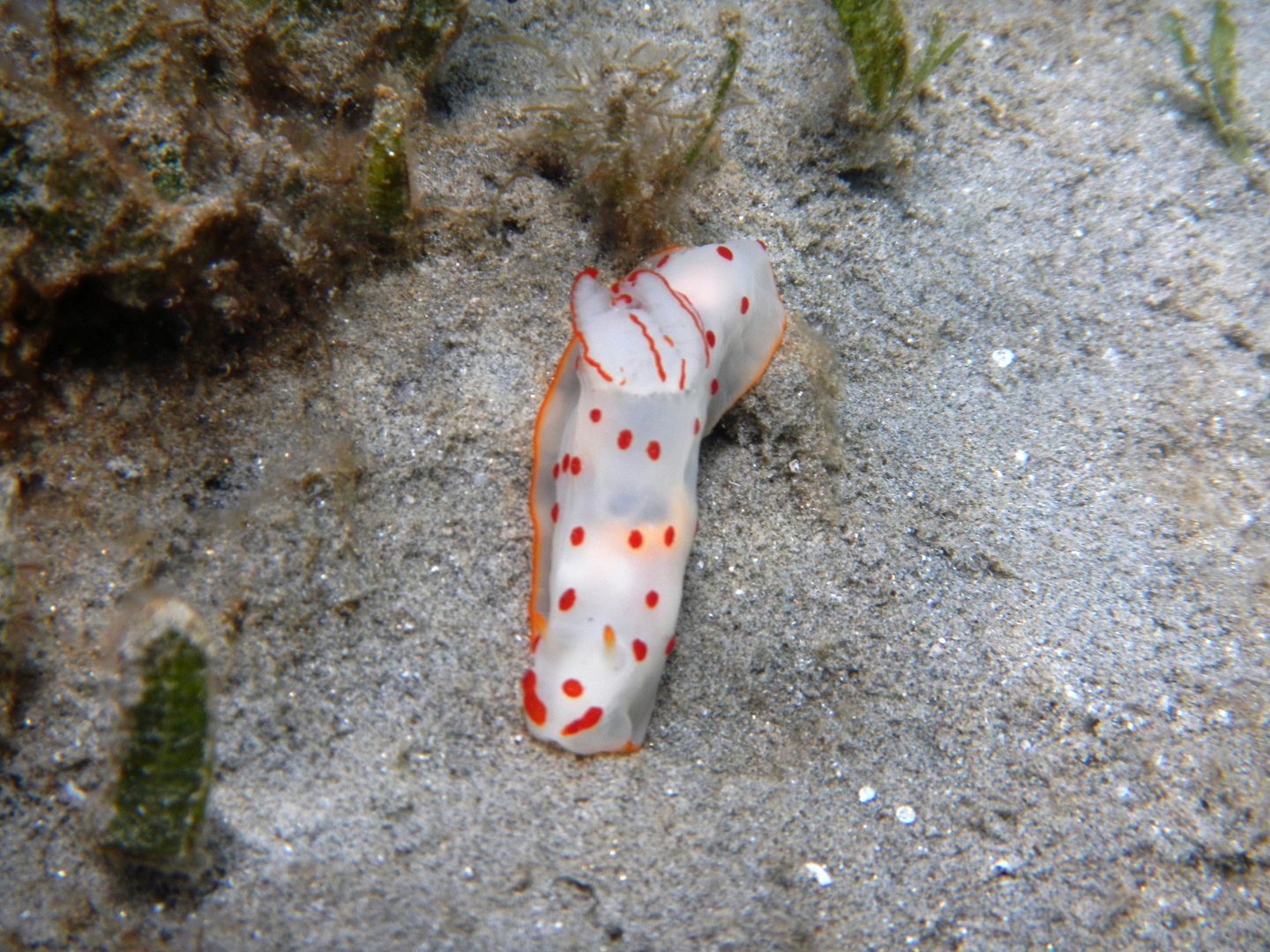 Schöne Nacktschnecke