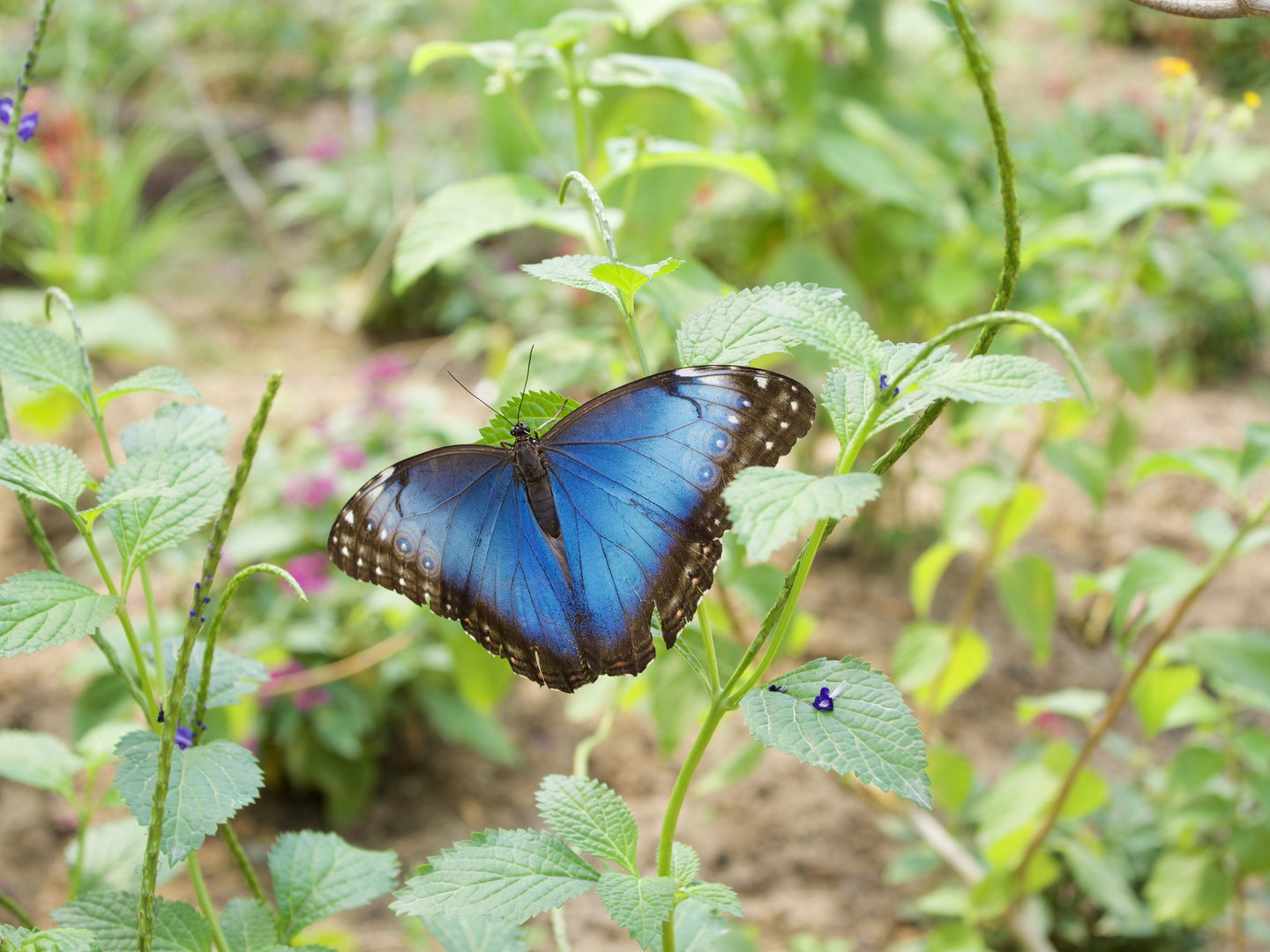 Schone Natur Foto Bild Natur Insekten Bilder Auf Fotocommunity