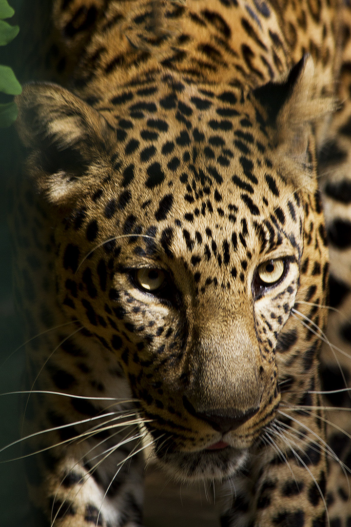Schone Natur Foto Bild Tiere Zoo Wildpark Falknerei Saugetiere Bilder Auf Fotocommunity