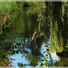 Schöne Natur im Wasser