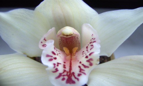 schöne orchidee