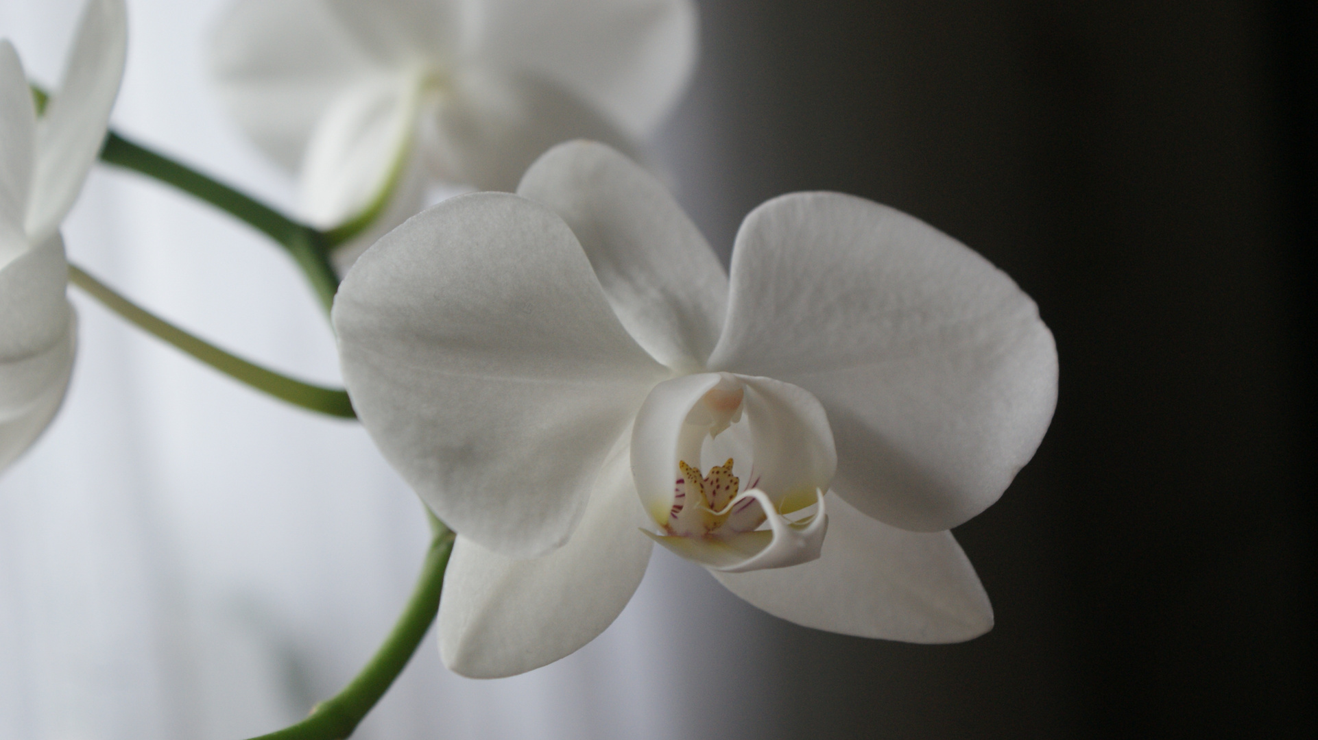 Schöne Orchidee