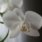 Schöne Orchidee