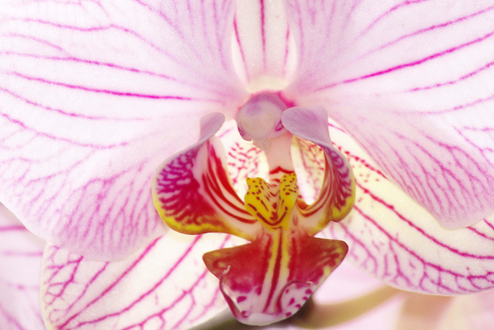 Schöne Orchidee