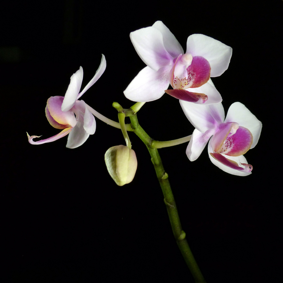 Schone Orchideen Foto Bild Pflanzen Pilze Flechten Bluten Kleinpflanzen Orchideen Bilder Auf Fotocommunity