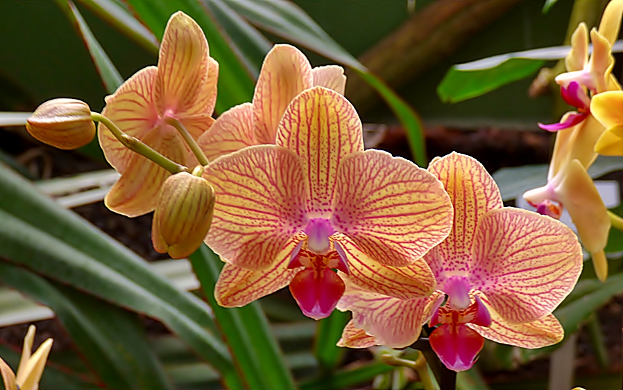 Schone Orchideen Foto Bild Pflanzen Pilze Flechten Bluten Kleinpflanzen Orchideen Bilder Auf Fotocommunity