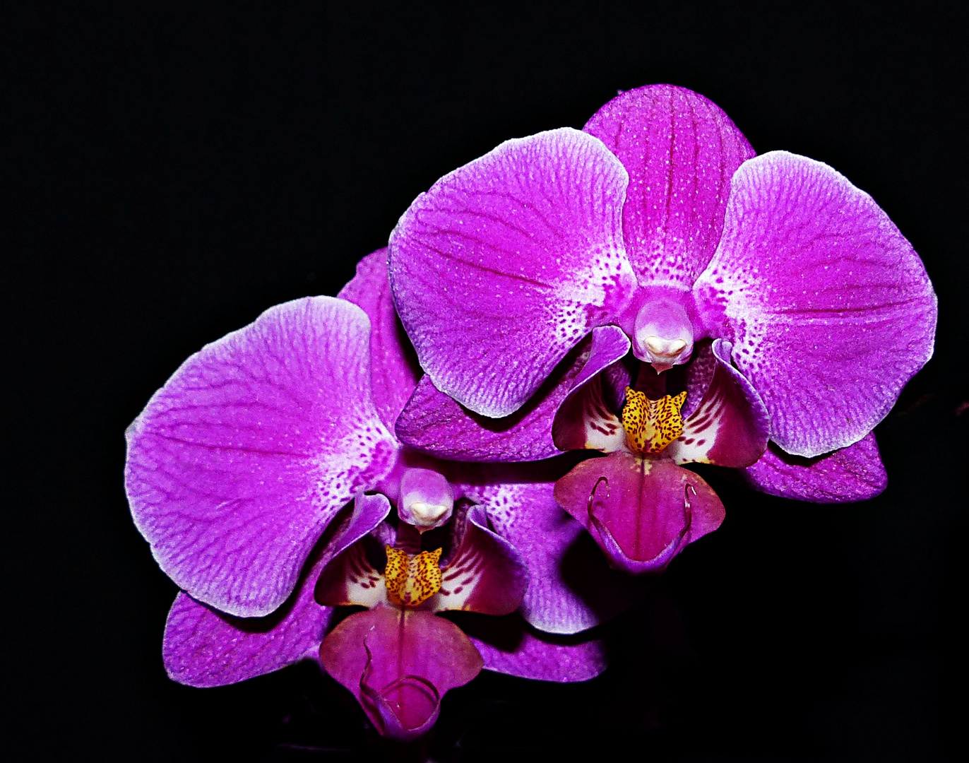 Schone Orchideen Foto Bild Spezial Makro Natur Bilder Auf Fotocommunity