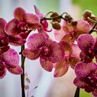 Schöne Orchideen am Fenster