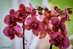 Schöne Orchideen am Fenster