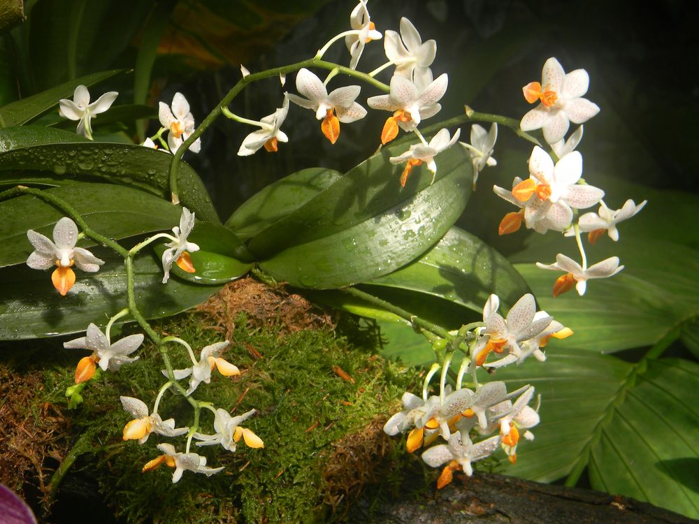 schöne Orchideen