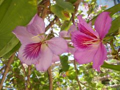 Schöne Orchideenbaum-Blüten....