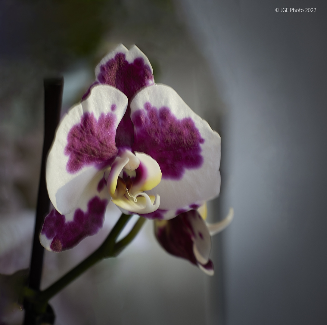 Schöne Orchideenblüten in Weiss und lila