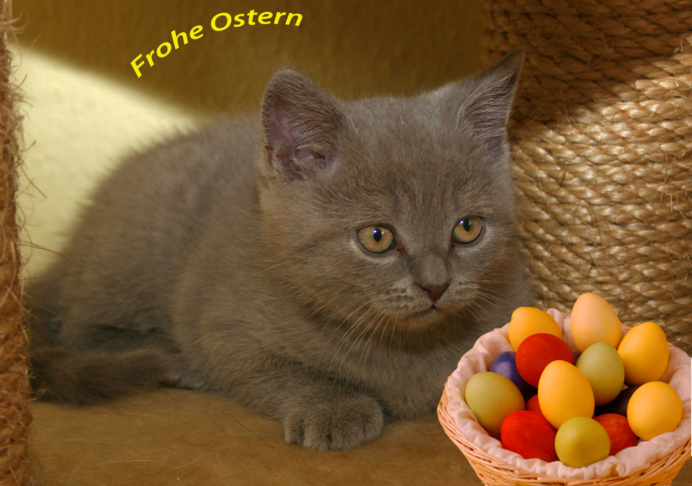 Schöne Osterfeiertage Foto & Bild  karten und kalender, osterkarten 