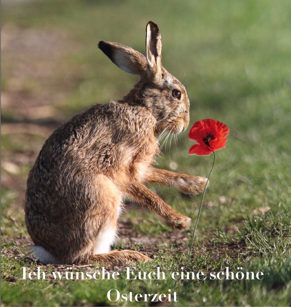 Schöne Ostern