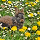 Schöne Ostern!