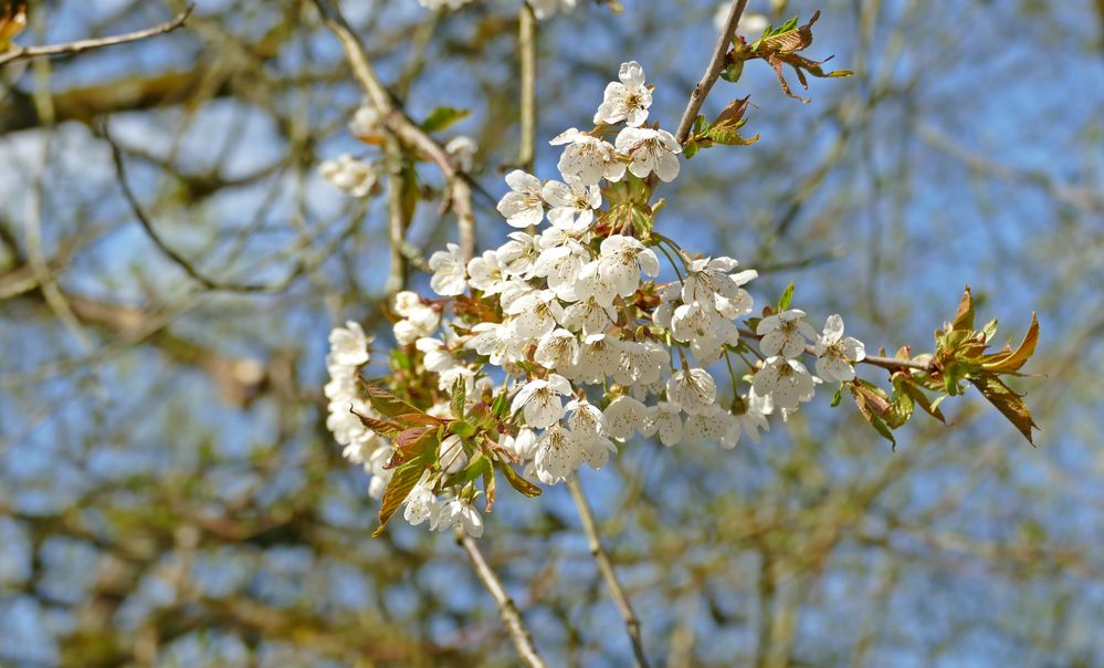 Schöne Ostern