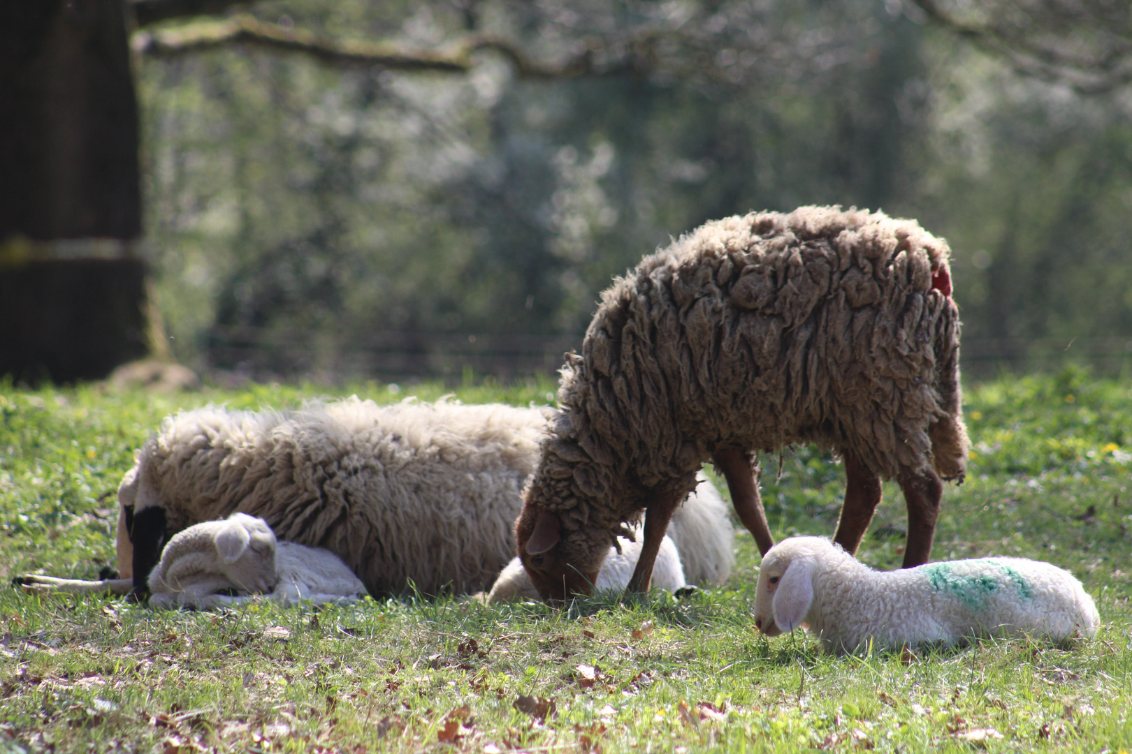 Schöne Ostern wünscht Euch Allen  von Herzen Eure Sina