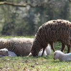 Schöne Ostern wünscht Euch Allen  von Herzen Eure Sina