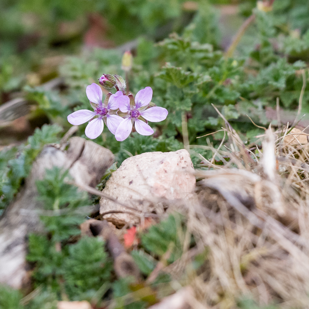 Schöne Ostersonntagsgrüße aus dem Weinberg