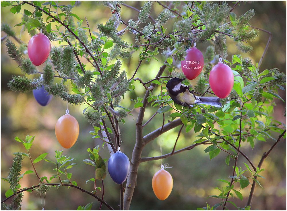 Schöne Ostertage Foto & Bild | ostern, meise, kohlmeise Bilder auf