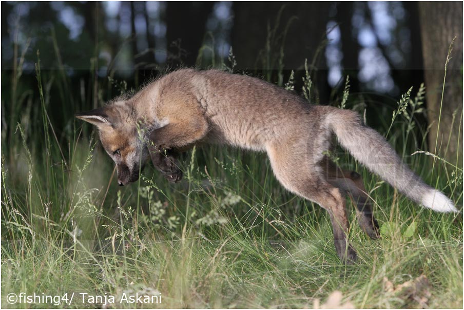 Schöne Pfingsten! Foto & Bild | tiere, tierkinder, natur ...