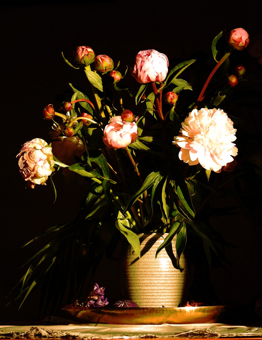 Schöne Pfingsten Foto & Bild | pflanzen, pilze & flechten, blüten