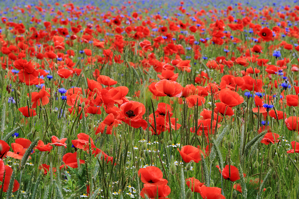 Schöne Pfingsten ... Foto & Bild | kornblumen, feld, mohn ...