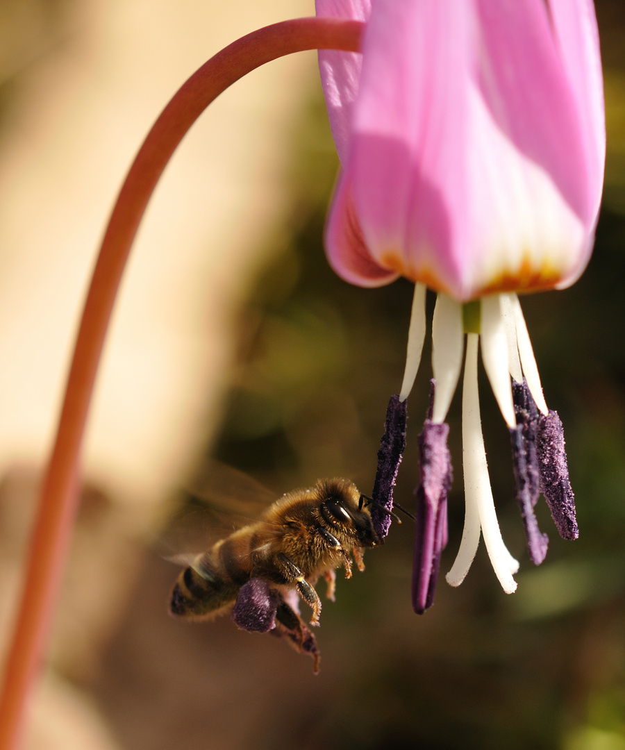 Schöne Pollen vom Hundszahn!