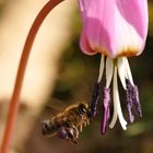 Schöne Pollen vom Hundszahn!