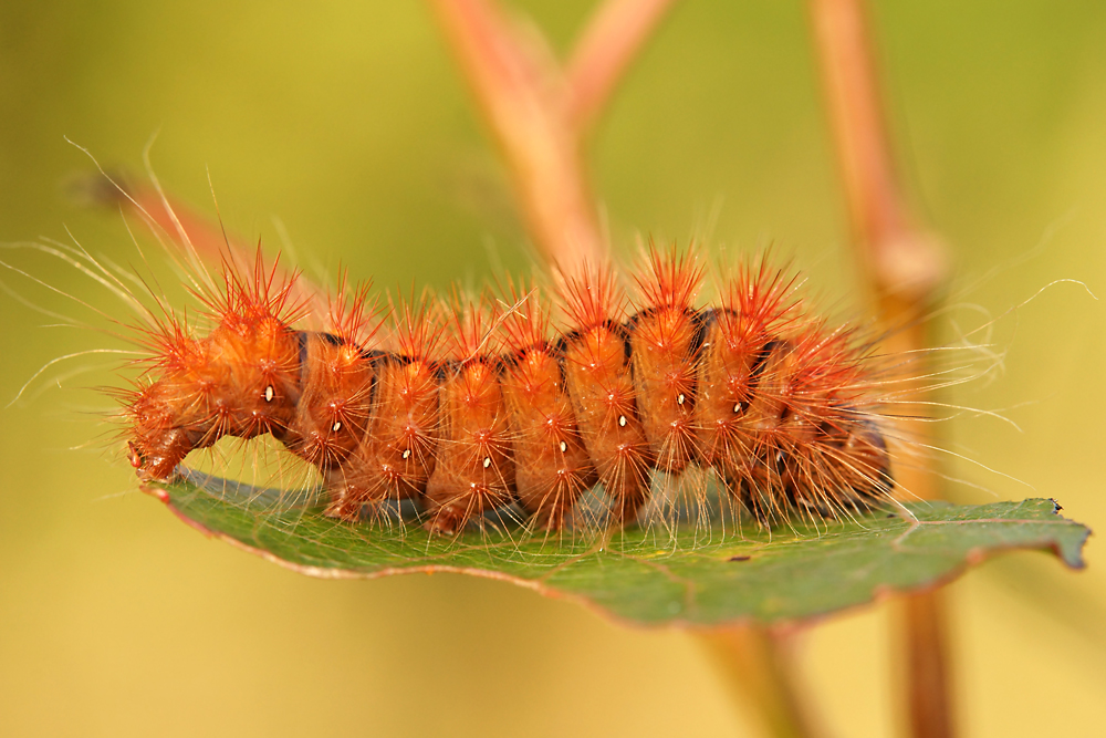 Schöne Raupe