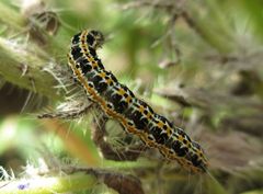 Schöne Raupe auf Natterkopf...