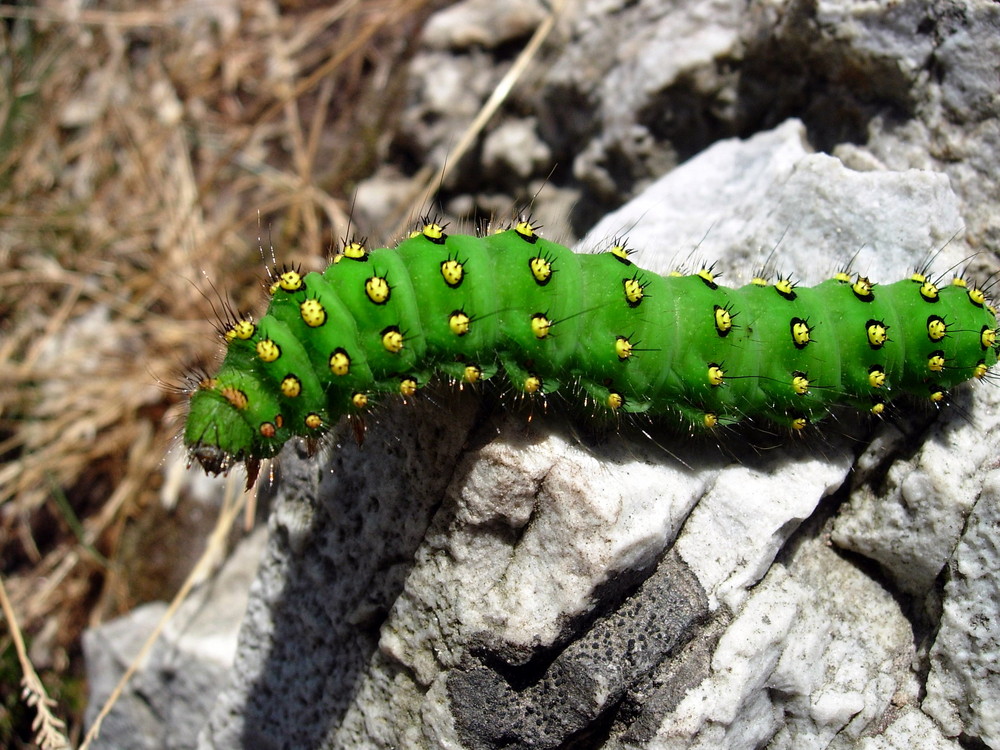 Schöne Raupe