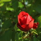 Schöne Rose