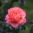 schöne Rose