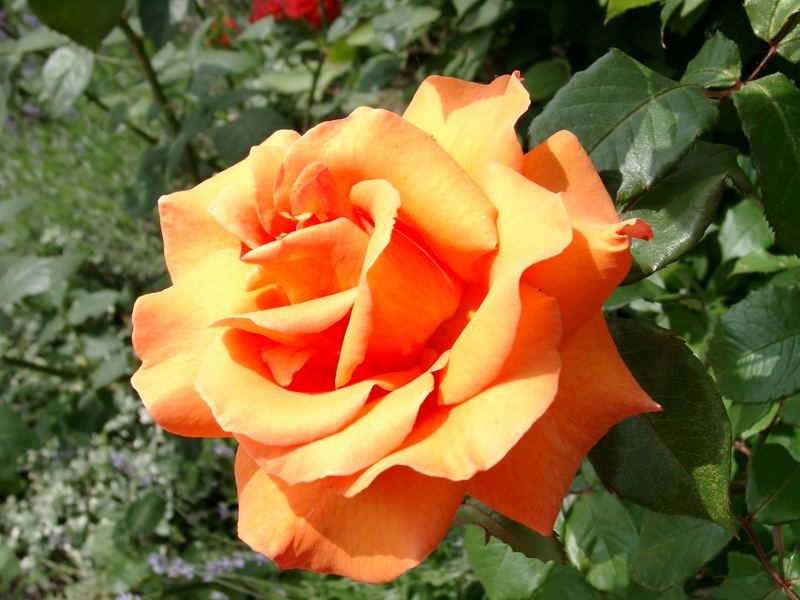 SChöne Rose